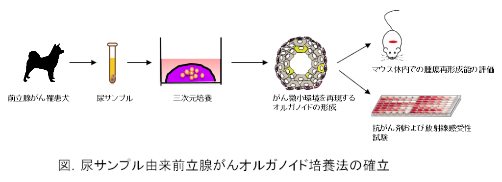 オルガノイド培養法の図